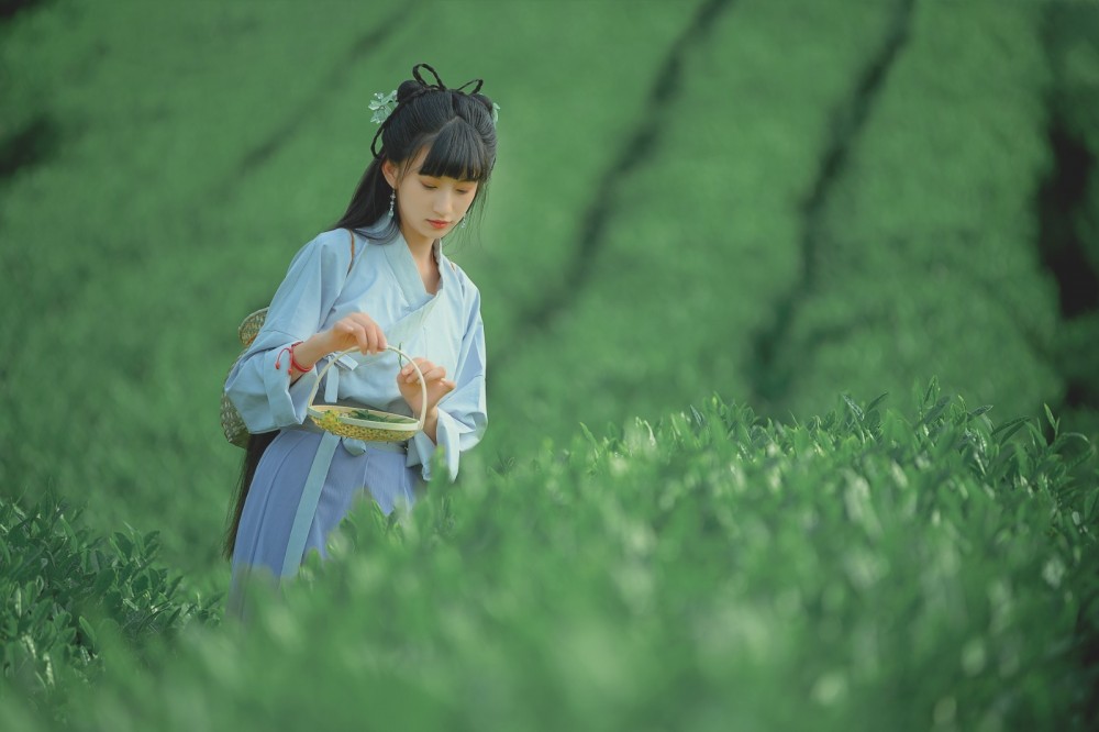 【重庆•天火】采茶记