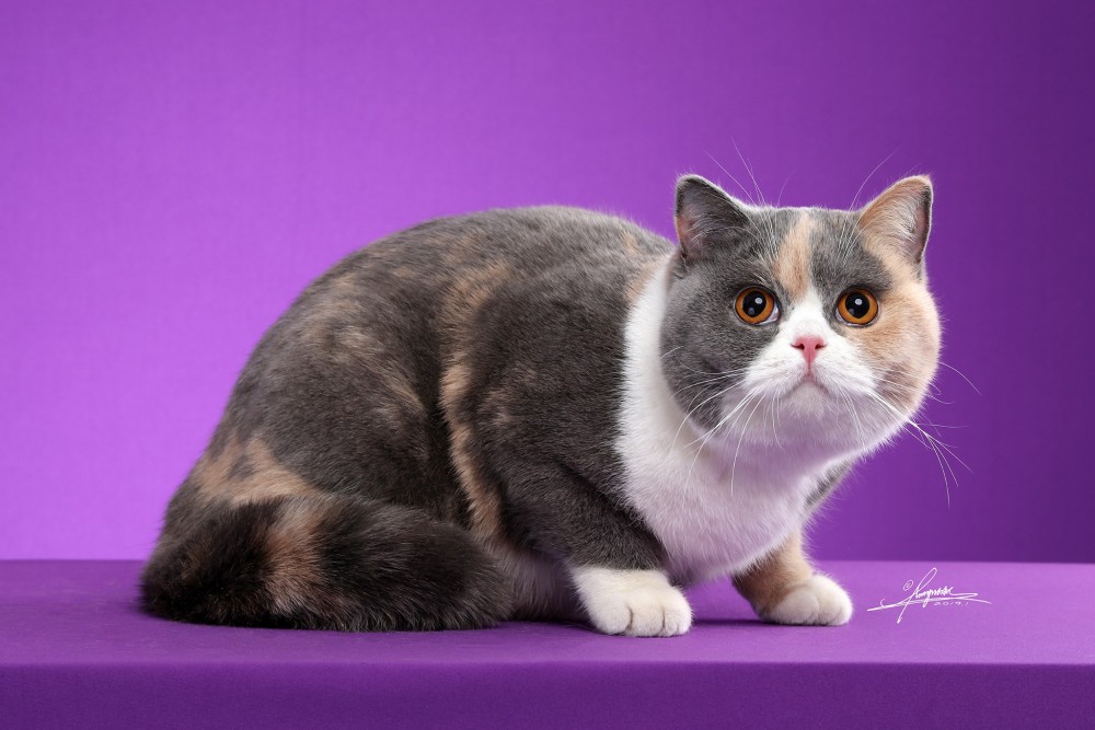 英国短毛猫