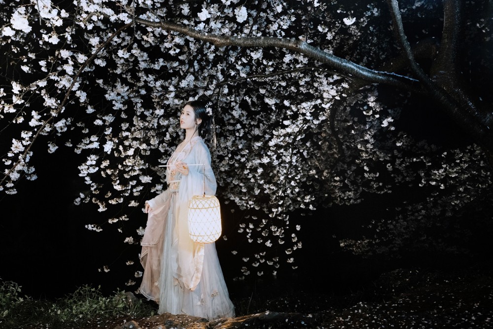 夜雨赏樱