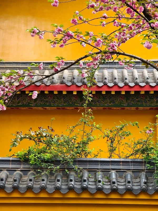 西普陀寺的樱花开了