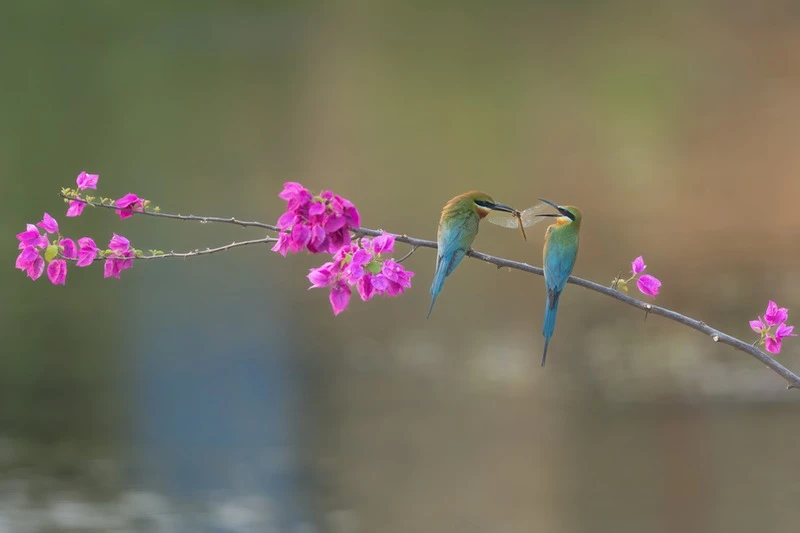 栗喉蜂虎